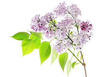 《刺客信条：影》获媒体好评 但育碧股价还是继续下跌